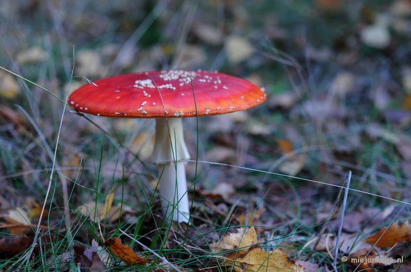 DSC_4513.JPG - Paddenstoelen 2009