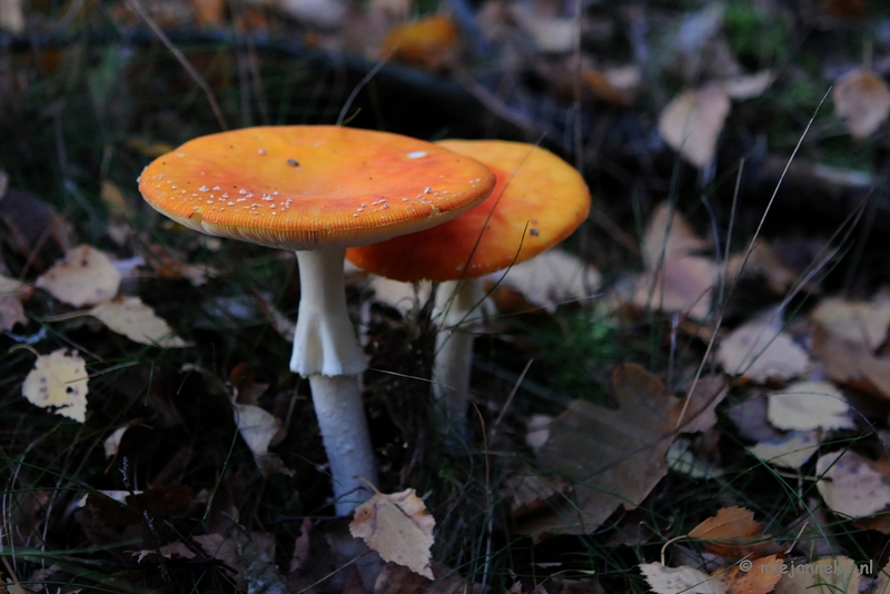 DSC_4545.JPG - Paddenstoelen 2009