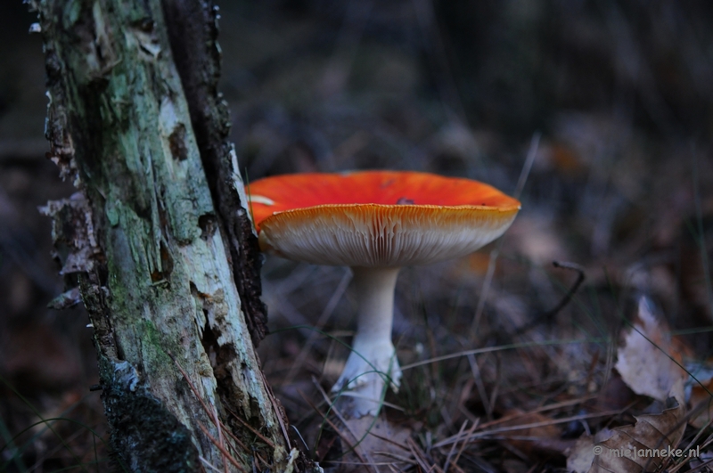 DSC_4560.JPG - Paddenstoelen 2009