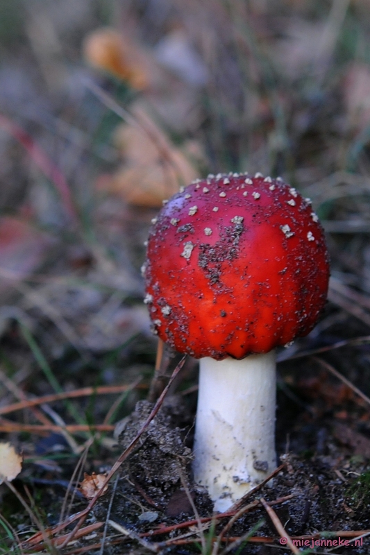 DSC_4568.JPG - Paddenstoelen 2009