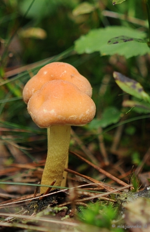 DSC_2905.JPG - Ontwakend bos