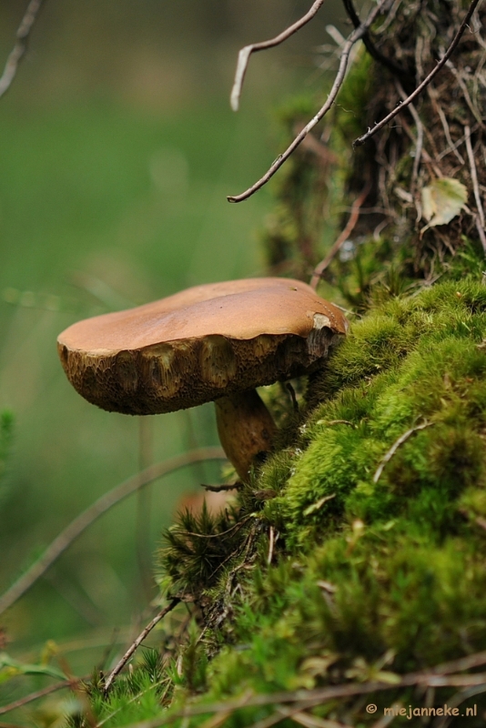 DSC_2954.JPG - Ontwakend bos