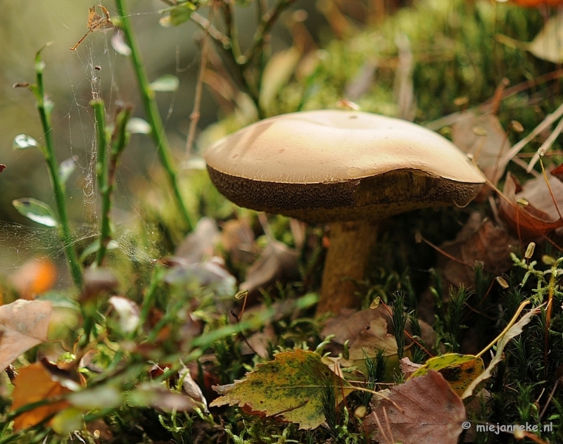 DSC_3033.JPG - Ontwakend bos