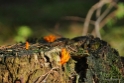 Paddestoelen Veluwe