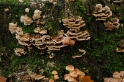 Paddestoelen Wildpark