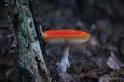 Paddestoelen herfstavond