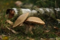 Paddestoelen ontwakend bos