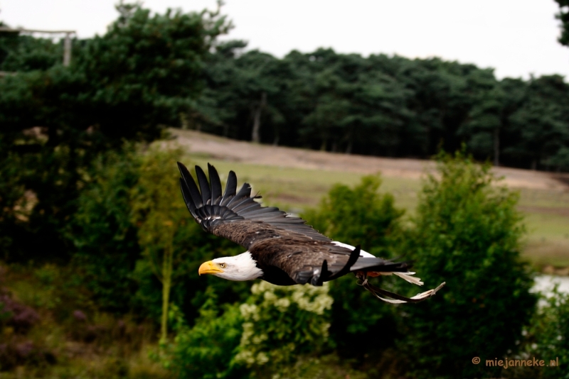 _DSC7484.JPG - Beekse Bergen