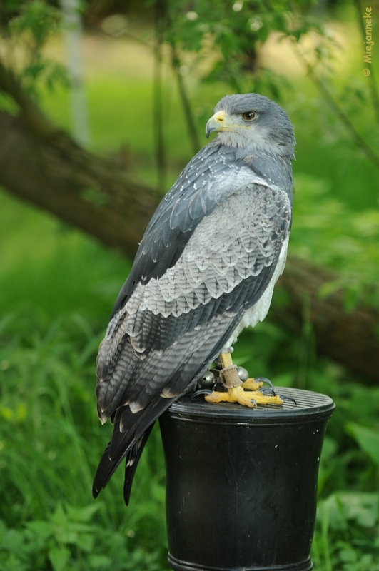 DSC_9501.JPG - Falcon Crest 10 mei 2009