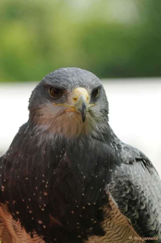 DSC_9590.JPG - Falcon Crest 10 mei 2009