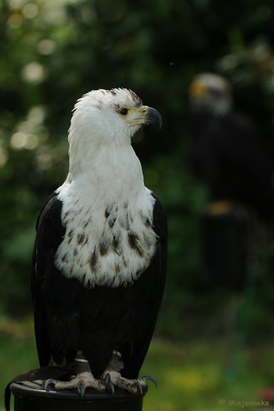 DSC_9718.JPG - Falcon Crest 10 mei 2009