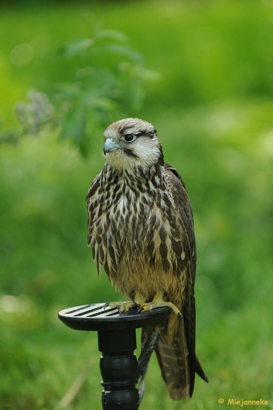 DSC_9724.JPG - Falcon Crest 10 mei 2009