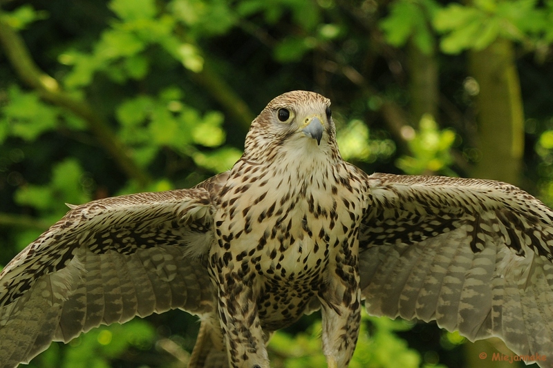 DSC_9900.JPG - Falcon Crest 10 mei 2009