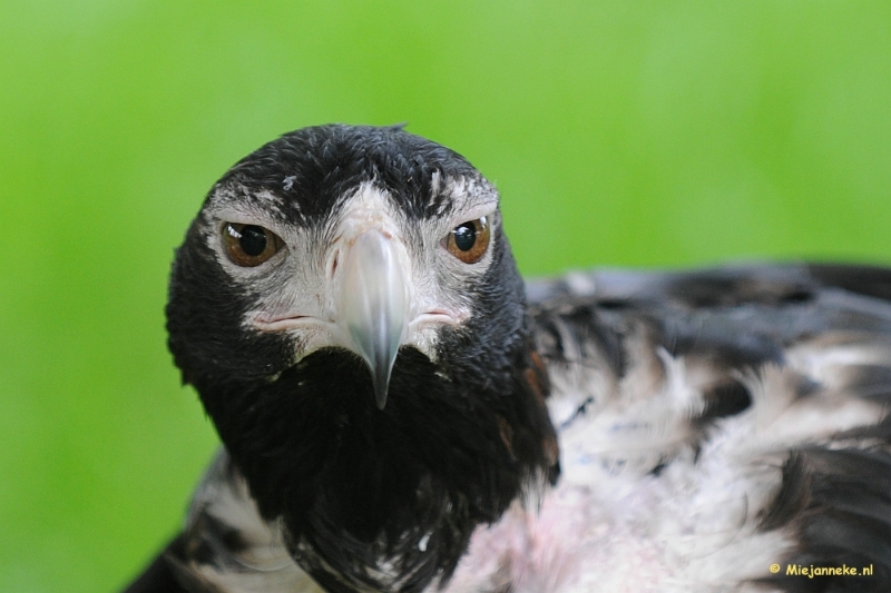 DSC_8540a.JPG - Zoomdag 9 mei Falcon Crest