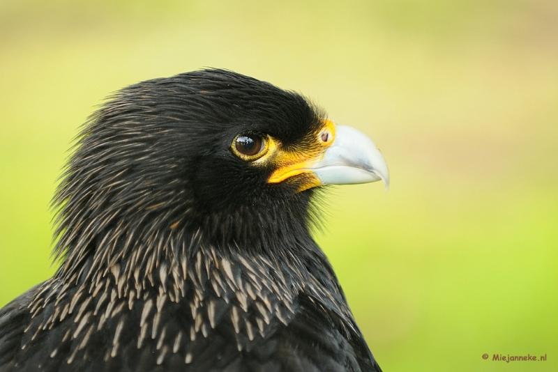 DSC_8593a.JPG - Zoomdag 9 mei Falcon Crest