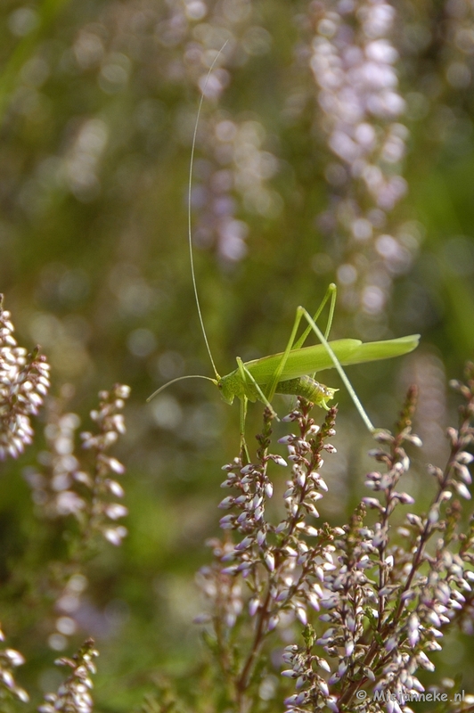 _DSC5678.JPG - Wandelen bij het Zilvermeer