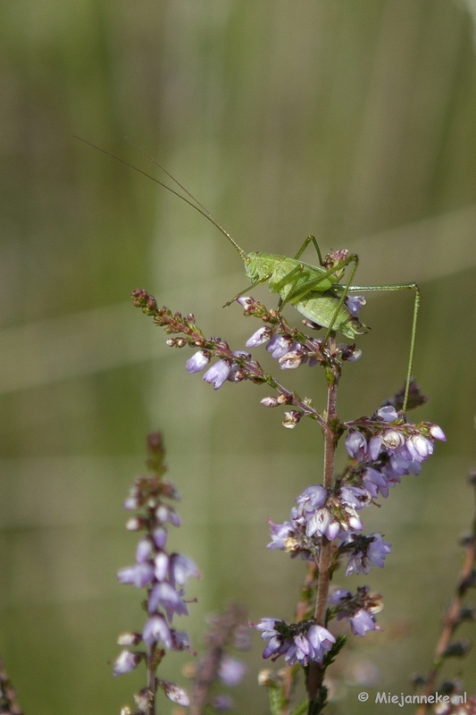 _DSC5698.JPG - Wandelen bij het Zilvermeer