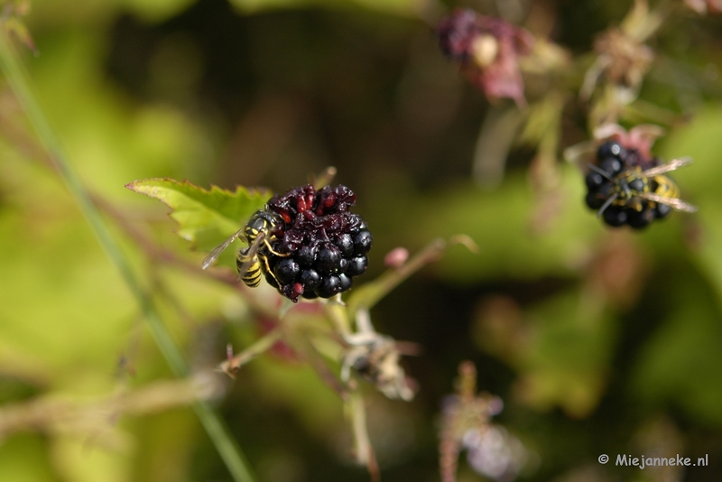 _DSC5739.JPG - Wandelen bij het Zilvermeer