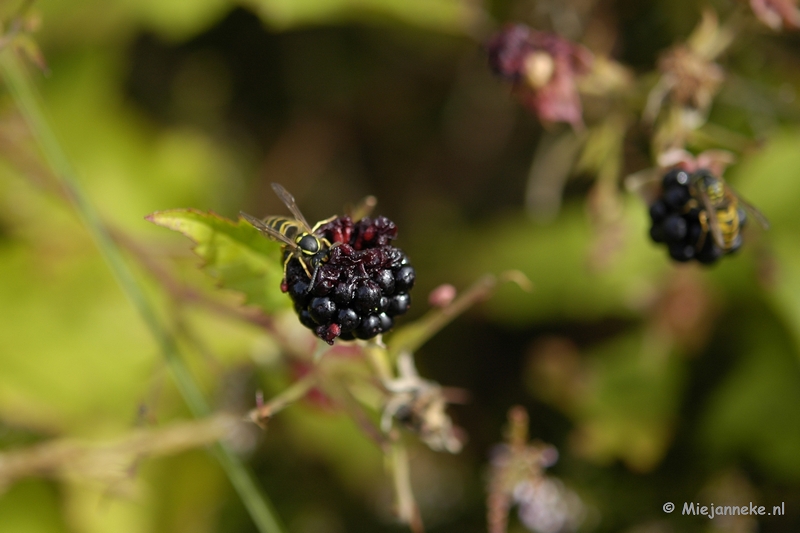 _DSC5740.JPG - Wandelen bij het Zilvermeer