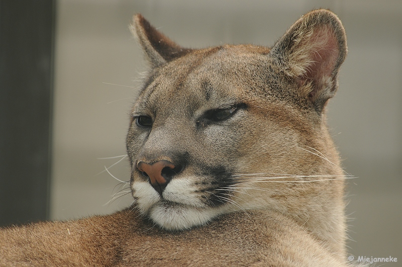 DSC_0027a.JPG - Best Zoo