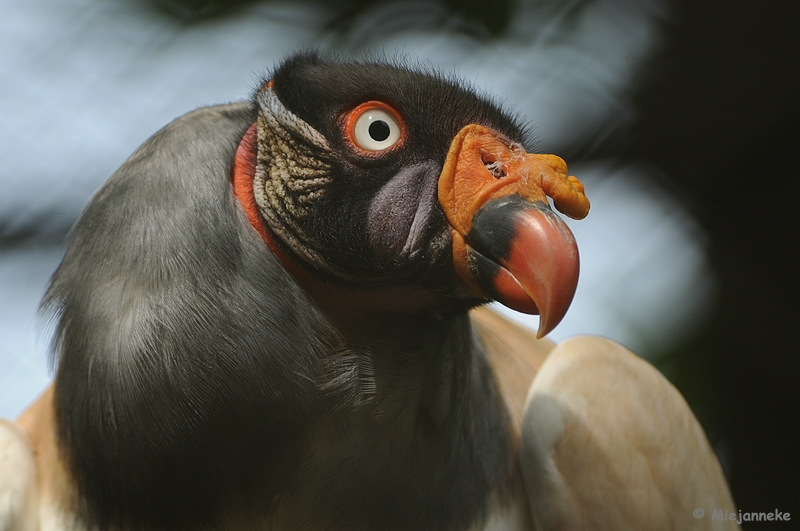 DSC_0202.JPG - Best Zoo