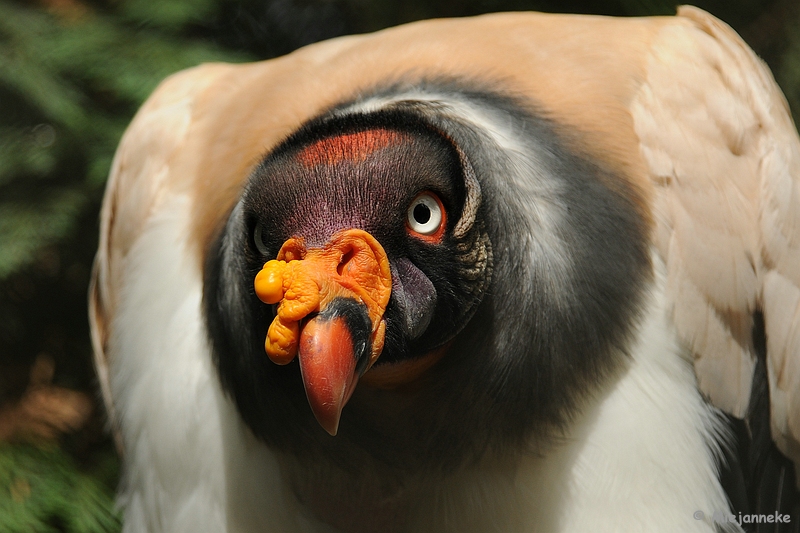 DSC_0207.JPG - Best Zoo