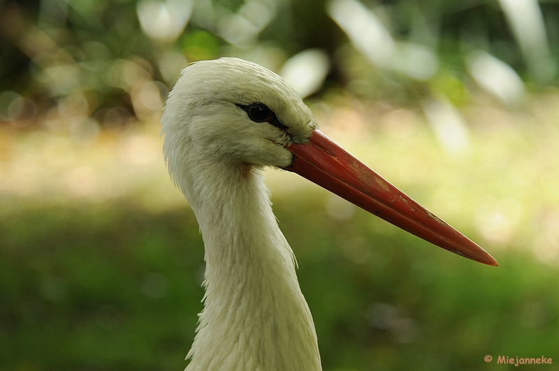 DSC_9974.JPG - Best Zoo