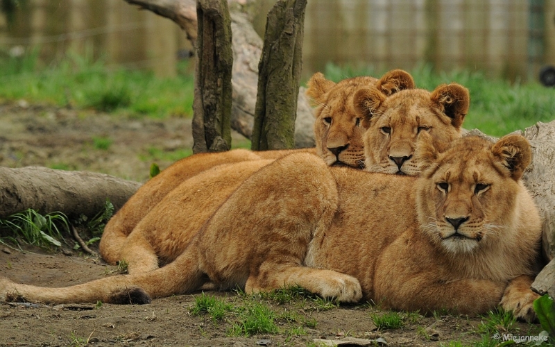 DSC_8012.JPG - Olmense zoo 2009