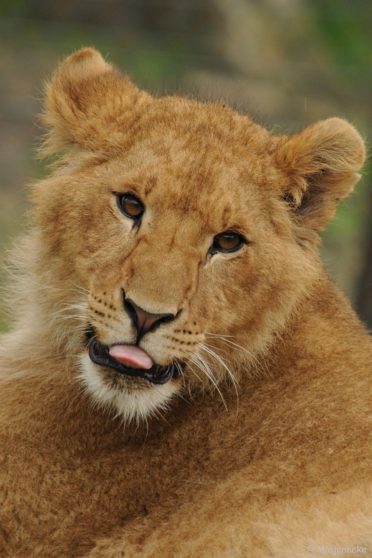 DSC_8107.JPG - Olmense zoo 2009