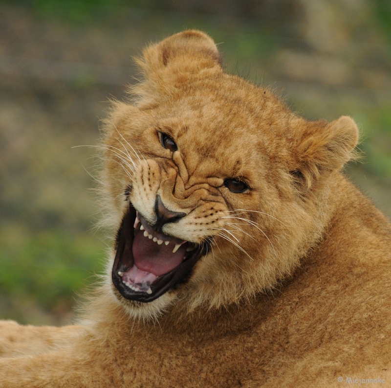 DSC_8116.JPG - Olmense zoo 2009