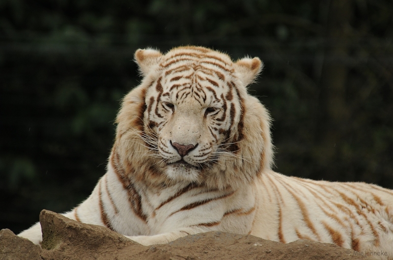 DSC_8227.JPG - Olmense zoo 2009