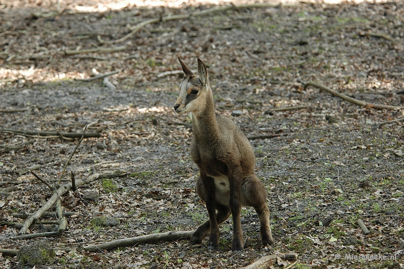 DSC_4265.JPG - Wildpark