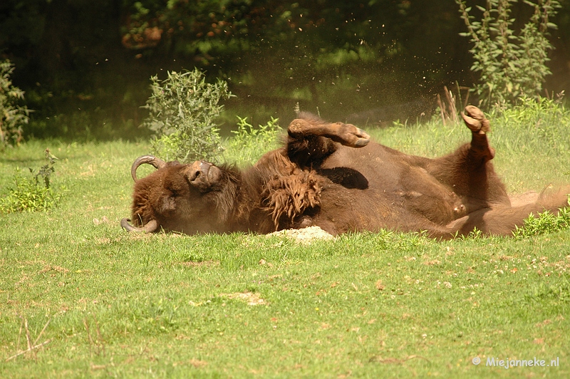 DSC_4343.JPG - Wildpark