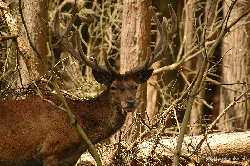 DSC_4677.JPG - Wildpark