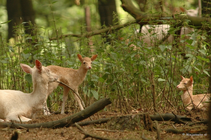 DSC_2246.JPG - Wildpark