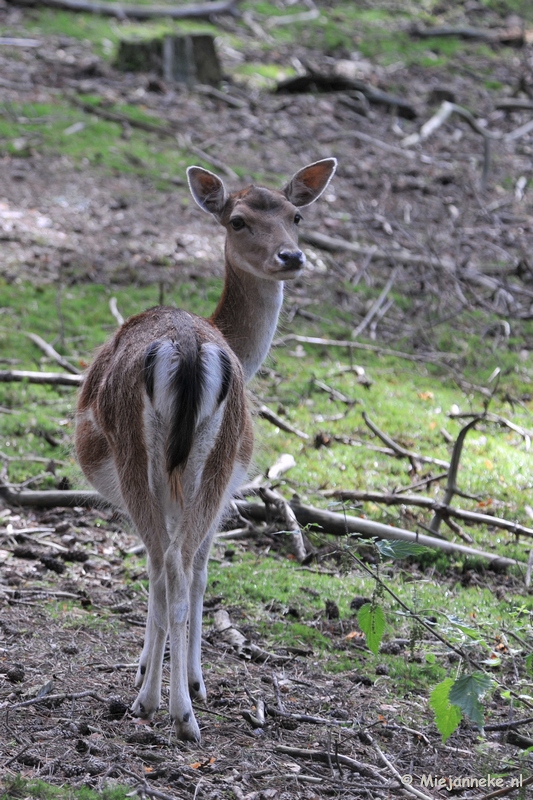 DSC_3604.JPG - Wildpark