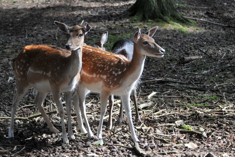 DSC_3615.JPG - Wildpark