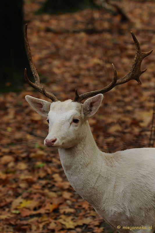 DSC_4849.JPG - Herfst in het wildpark.