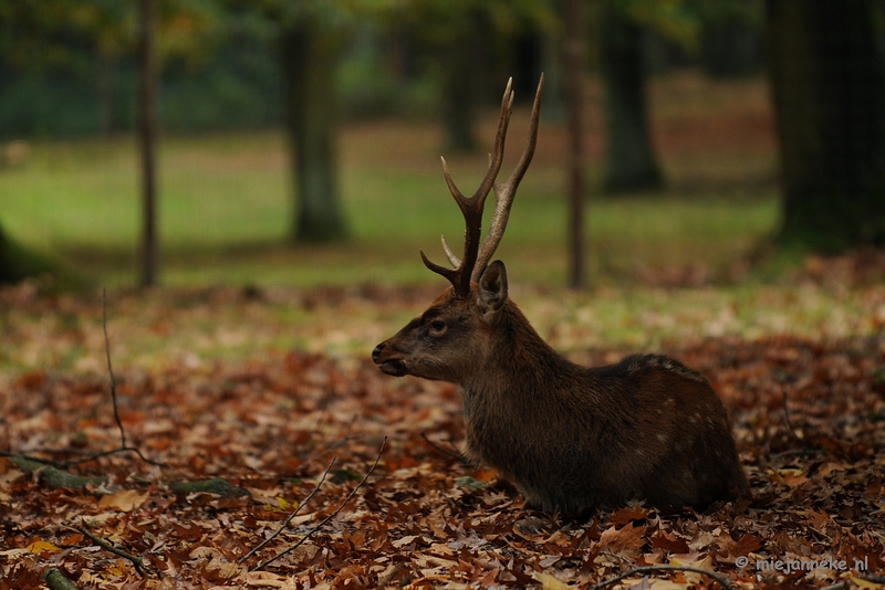 DSC_4910.JPG - Rust in het wildpark.