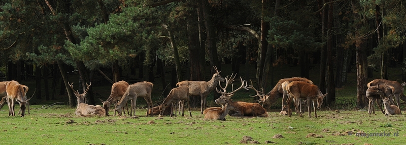 DSC_4992.JPG - Het lijkt de Veluwe wel.