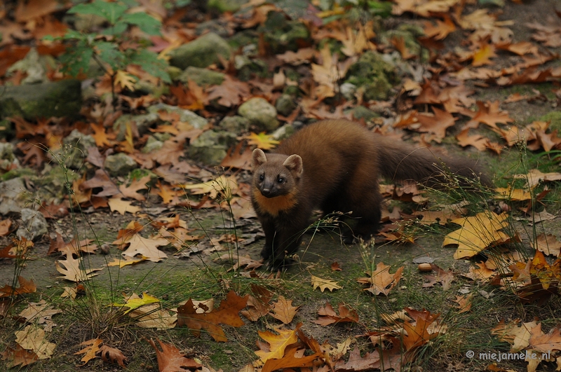 DSC_5419.JPG - Een pracht dier.