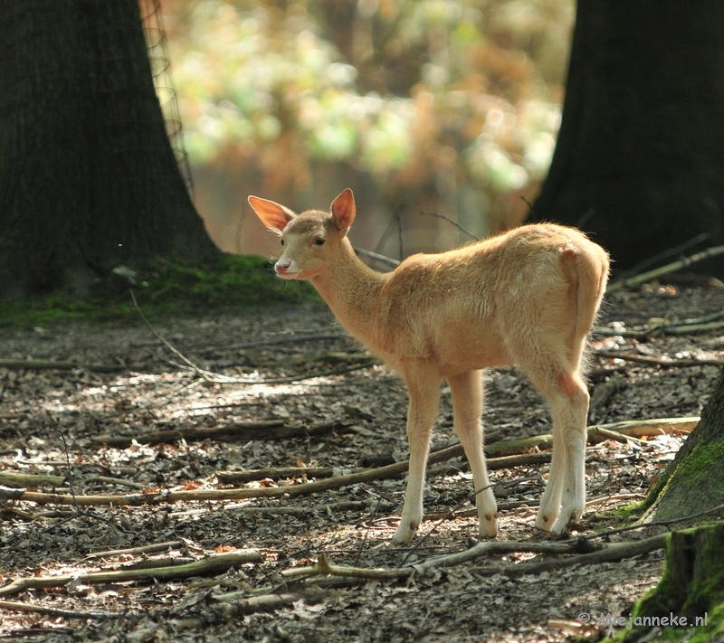 DSC_6202.JPG - Wildpark