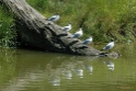 Beekse Bergen Juni 2