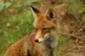 Wildpark 23 Juni