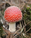 Paddestoelen 2009