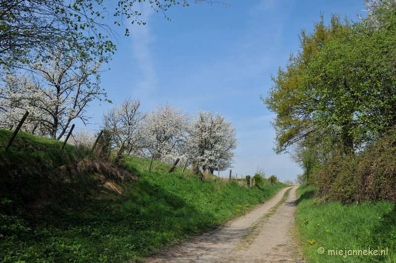 DSC_3060.JPG - Haspengouw bloesemroute