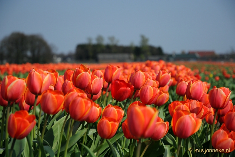 DSC_1884.JPG - Keukenhof in Cranendonck