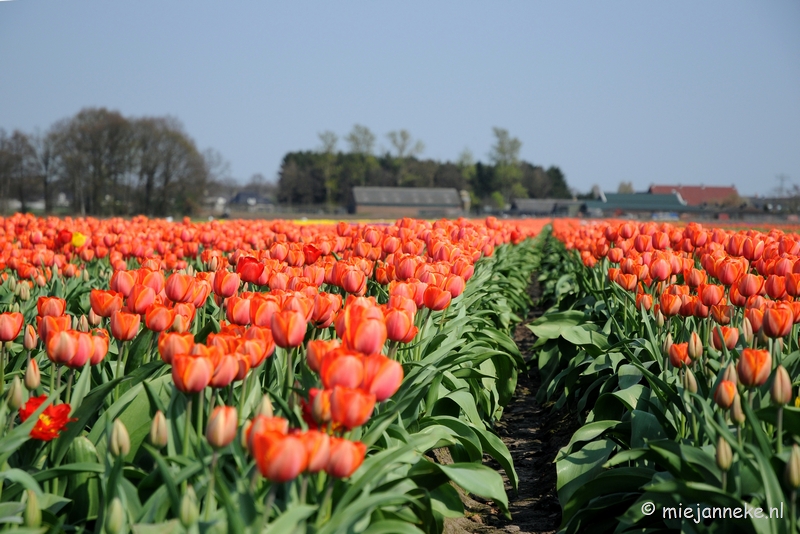 DSC_1891.JPG - Keukenhof in Cranendonck