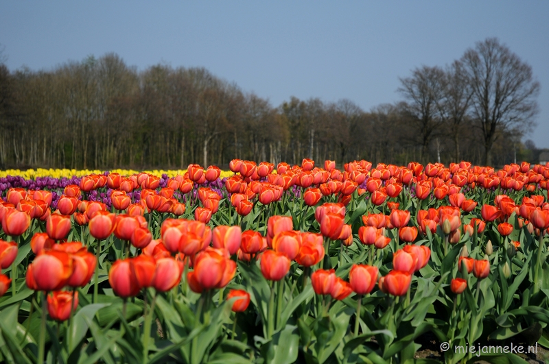 DSC_1907.JPG - Keukenhof in Cranendonck