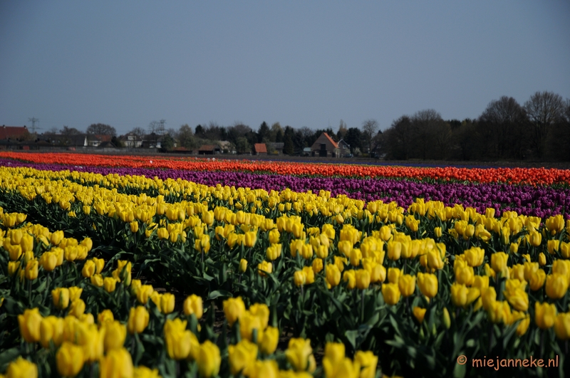 DSC_1916.JPG - Keukenhof in Cranendonck